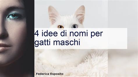 nomi per gatti maschi|nomi per gatti uomini.